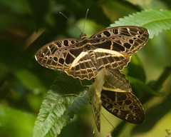 Catuna crithea
