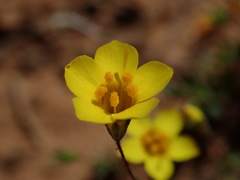 Leptosiphon chrysanthus
