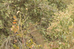 Passerina cyanea
