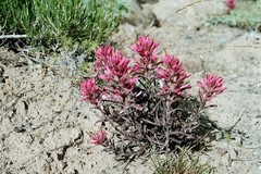 Castilleja angustifolia