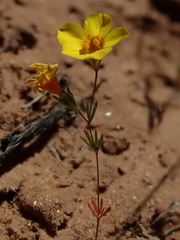 Leptosiphon chrysanthus