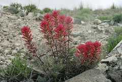Castilleja angustifolia
