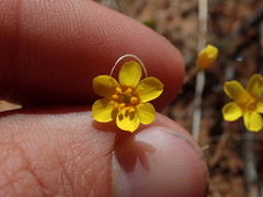 Leptosiphon chrysanthus