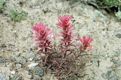 Castilleja angustifolia