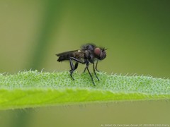 Holopogon phaeonotus