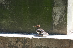 Lophodytes cucullatus