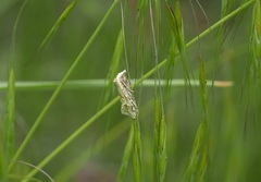 Cochylimorpha straminea