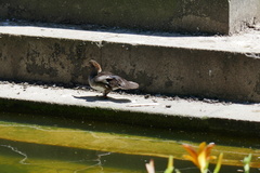 Lophodytes cucullatus