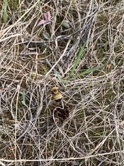 Bombus nevadensis