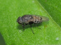 Paralimna punctipennis