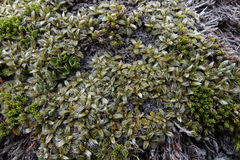 Anisotome imbricata imbricata