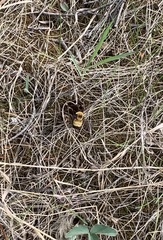 Bombus nevadensis