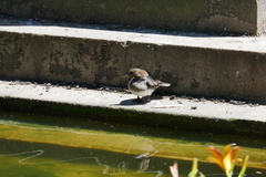 Lophodytes cucullatus