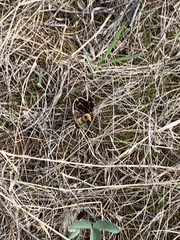 Bombus nevadensis