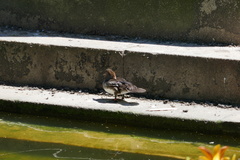 Lophodytes cucullatus