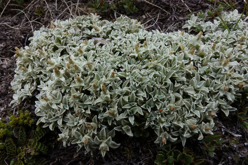 Argyrotegium