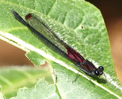 Hetaerina aurora