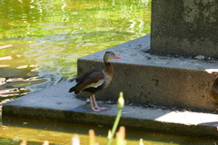 Dendrocygna autumnalis autumnalis