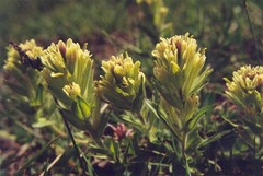 Castilleja chrysantha