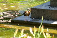 Dendrocygna autumnalis autumnalis