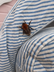 Bombus hypnorum