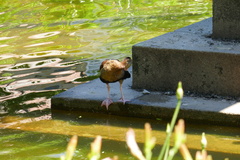 Dendrocygna autumnalis autumnalis