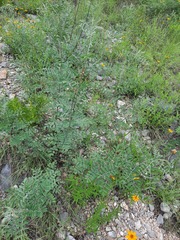Indigofera lindheimeriana