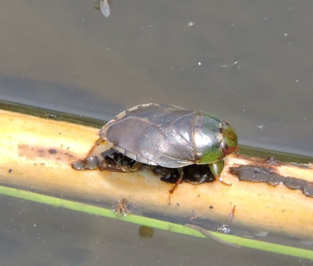 Pelocoris femoratus