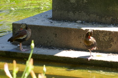 Dendrocygna autumnalis autumnalis