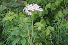 Angelica cincta