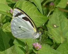 Leptophobia penthica