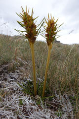 Aciphylla hectori