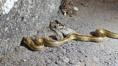 Zamenis scalaris