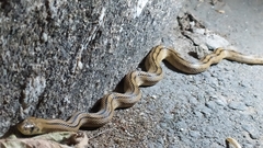 Zamenis scalaris