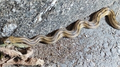 Zamenis scalaris