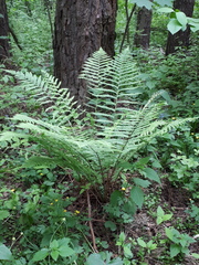 Dryopteris filix-mas