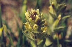 Castilleja chrysantha