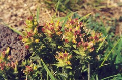 Castilleja chrysantha
