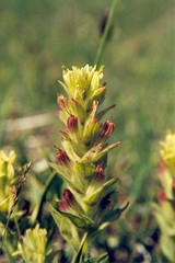 Castilleja chrysantha