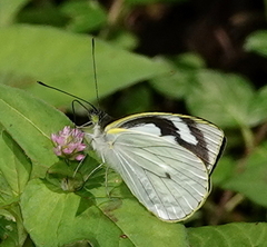 Leptophobia penthica