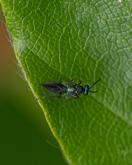 Eulophidae