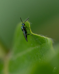 Eulophidae
