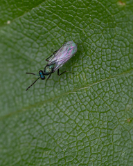 Eulophidae