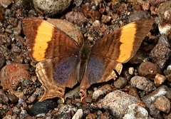 Marpesia corinna