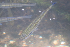 Micropterus floridanus