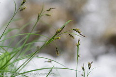 Carex macrochaeta