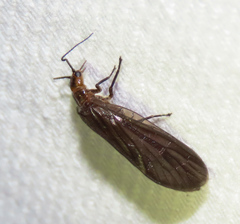 Protosialis glabella