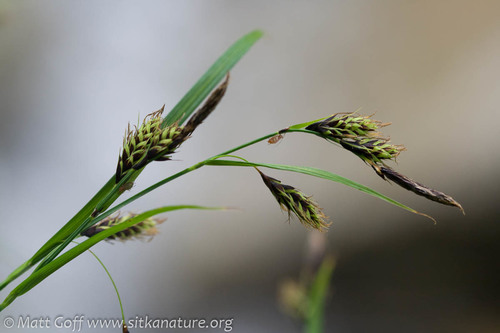 longawn sedge (Carex macrochaeta)