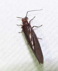 Protosialis glabella