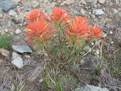 Castilleja covilleana